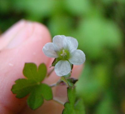 Geranium crassipes, photographed by Lisa Bennett