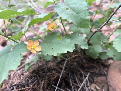 Abutilon parvulum, photographed by Daniel McNair