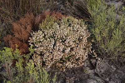 Erica turbiniflora, photographed by Tony Rebelo