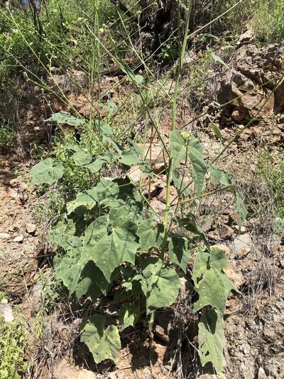 Abutilon mollicomum, photographed by Daniel McNair