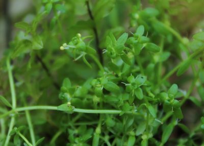 Callitriche cophocarpa, photographed by nina_nesterova