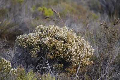 Erica turbiniflora, photographed by Tony Rebelo