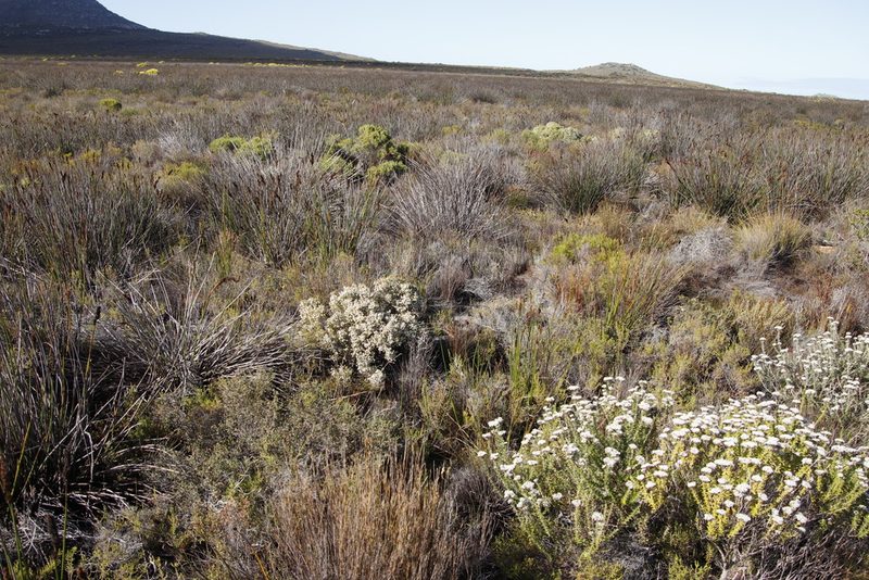 Erica turbiniflora, photographed by Tony Rebelo