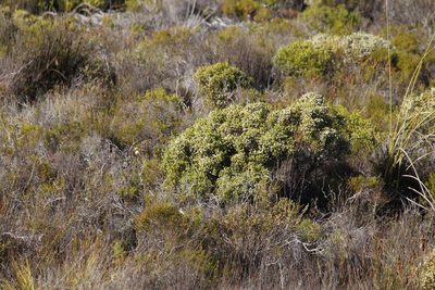 Erica turbiniflora, photographed by Tony Rebelo