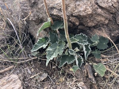 Abutilon parishii, photographed by Daniel McNair