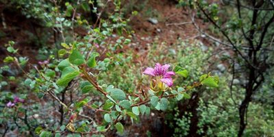 Bauhinia ramosissima, photographed by Leticia Jiménez Hernández