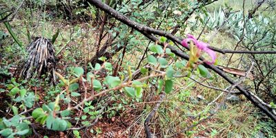 Bauhinia ramosissima, photographed by Leticia Jiménez Hernández