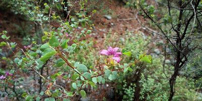 Bauhinia ramosissima, photographed by Leticia Jiménez Hernández