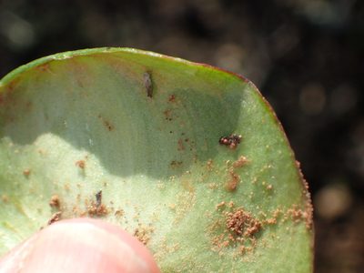 Eriospermum zeyheri, photographed by Nicola van Berkel