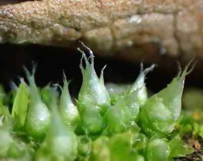 Gigaspermum repens, photographed by Nicola van Berkel