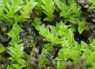 Triquetrella tristicha, photographed by Nicola van Berkel