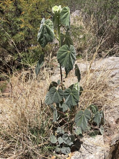Abutilon reventum, photographed by Daniel McNair