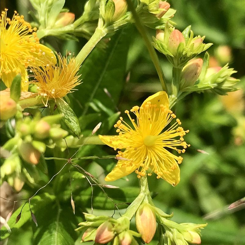 Hypericum adpressum, photographed by Chase Mathey