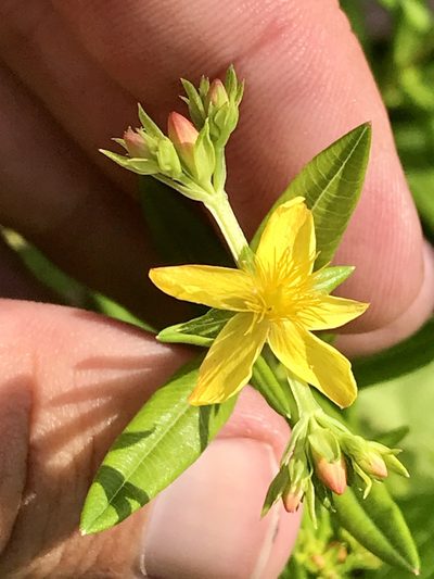 Hypericum adpressum, photographed by Chase Mathey