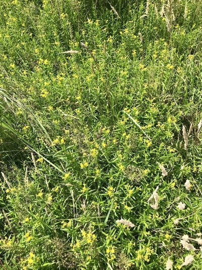 Hypericum adpressum, photographed by Chase Mathey