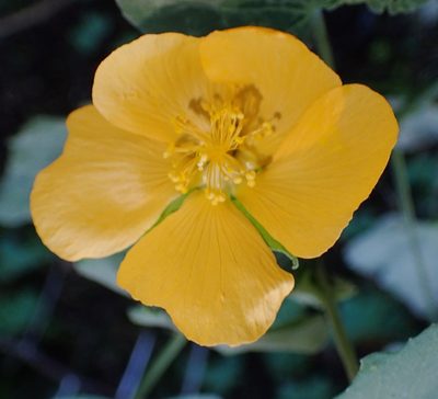 Abutilon sonneratianum, photographed by Nicola van Berkel