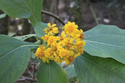 Rumfordia floribunda, photographed by Eugenio Padilla