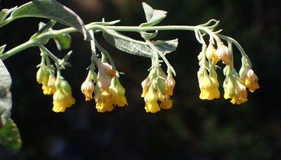 Hermannia holosericea, photographed by Nicola van Berkel