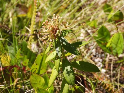 Rhododendron columbianum, photographed by Jared Shorma