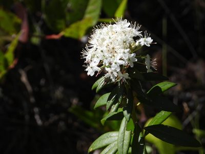 Rhododendron columbianum, photographed by Jared Shorma
