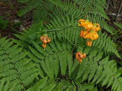 Lilium columbianum, photographed by John A Haskins