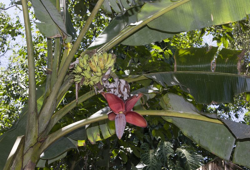 Musa balbisiana, photographed by Bill Hubick