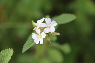 Melochia parvifolia, photographed by Andrés Ramírez-Barrera