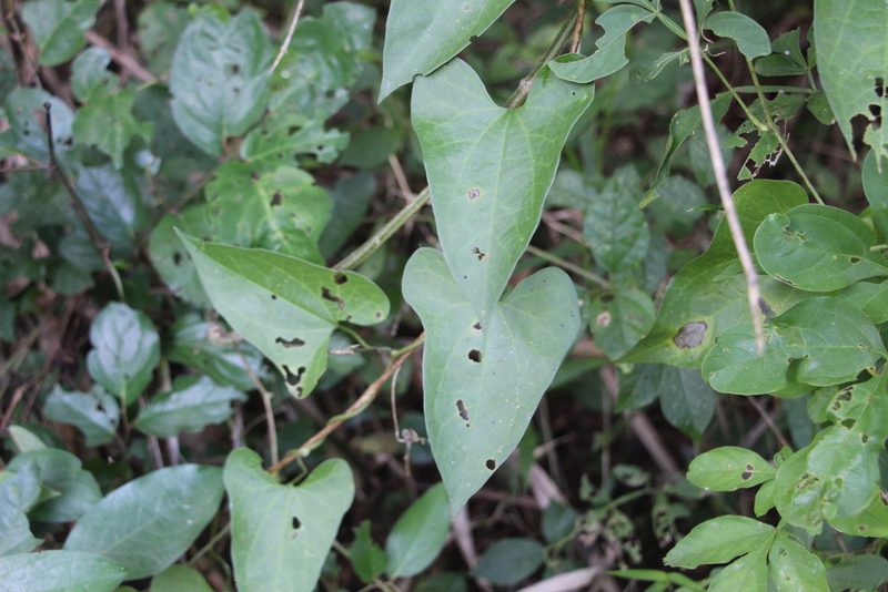 Aristolochia odoratissima, photographed by Andrés Ramírez-Barrera