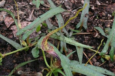Aristolochia palmeri, photographed by Dante S. Figueroa