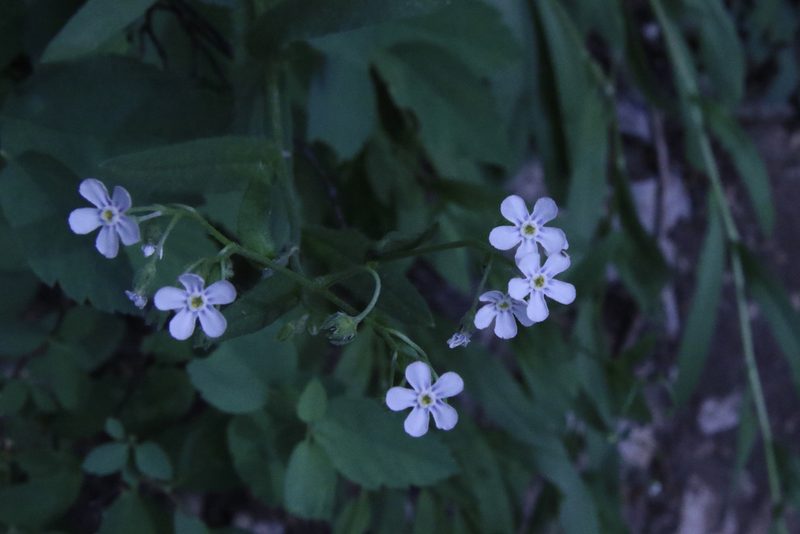 Hackelia patens, photographed by lazarus