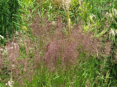 Agrostis gigantea, photographed by Jean Sorensen