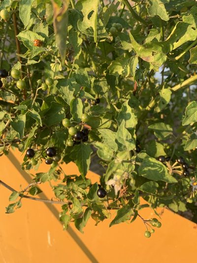 Solanum pilcomayense, photographed by Leonel Roget