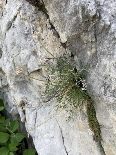 Musineon tenuifolium, photographed by Matt Berger