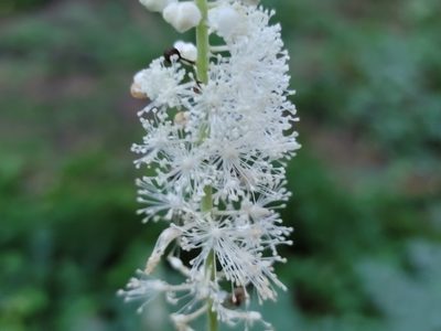 Actaea racemosa, photographed by Elias