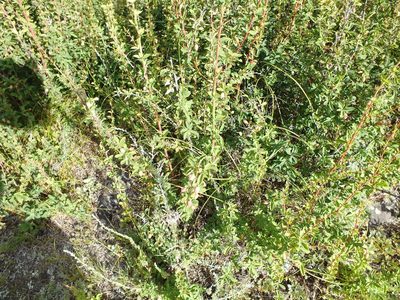 Berberis sibirica, photographed by Татьяна Фирсова