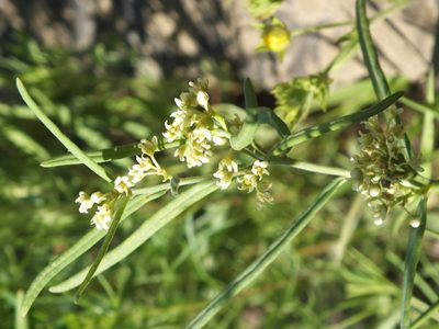 Cynanchum thesioides, photographed by Татьяна Фирсова