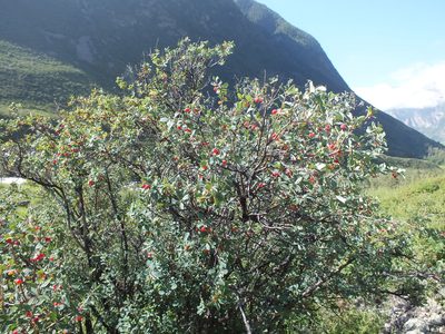 Lonicera microphylla, photographed by Татьяна Фирсова