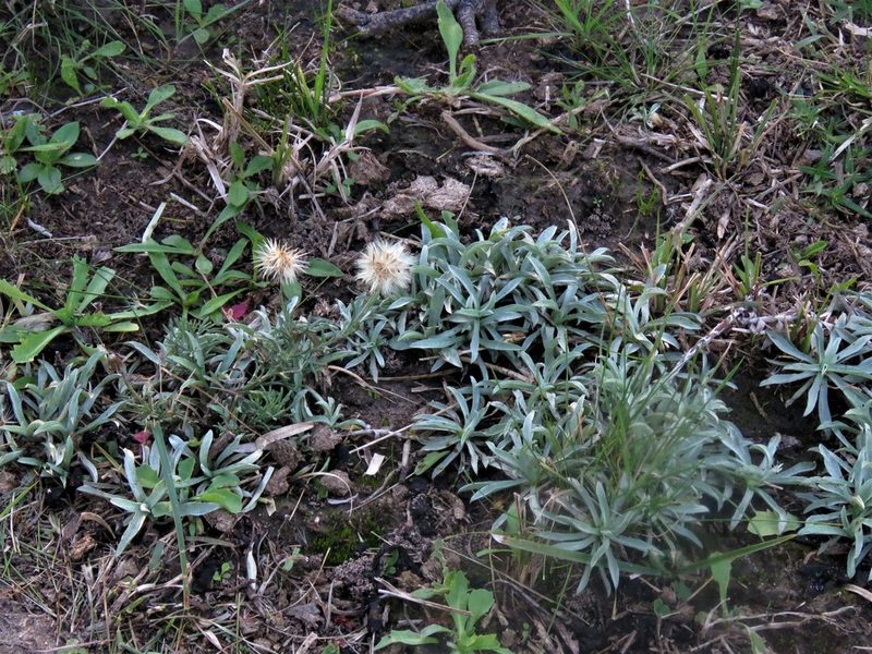Berroa gnaphalioides, photographed by Gustavo Puente