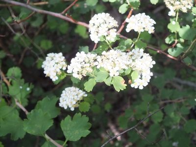Spiraea trilobata, photographed by Татьяна Фирсова