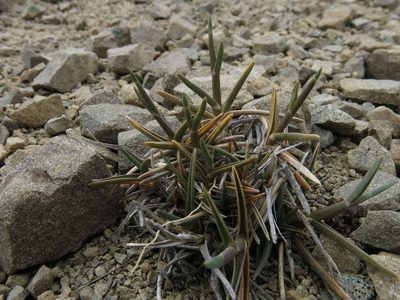 Poa buchananii, photographed by John Barkla