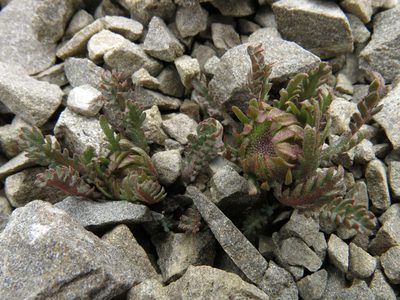 Leptinella dendyi, photographed by John Barkla