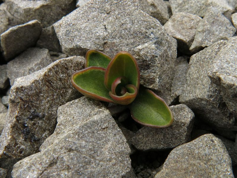 Wahlenbergia cartilaginea, photographed by John Barkla