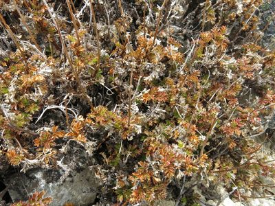 Acaena glabra, photographed by John Barkla