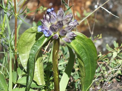 Gentiana macrophylla, photographed by Татьяна Фирсова