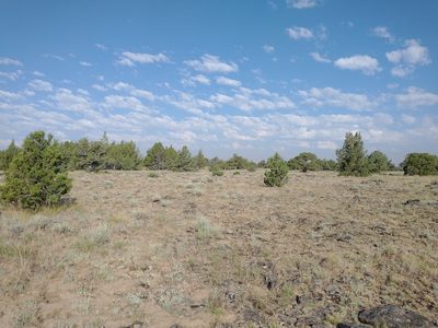 Juniperus occidentalis, photographed by Drew Meyer