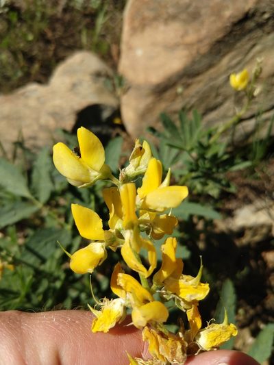 Lupinus croceus, photographed by rockybajada