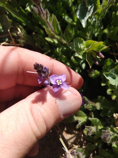 Veronica copelandii, photographed by rockybajada