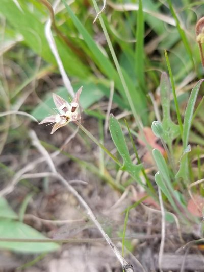 Krigia occidentalis, photographed by Morgan Hay