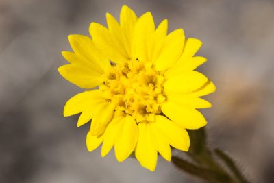 Deinandra bacigalupii, photographed by Ken-ichi Ueda