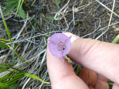 Calochortus nudus, photographed by rockybajada